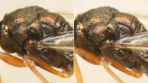 Réf. 194 268 : Trigonoderus sp.
